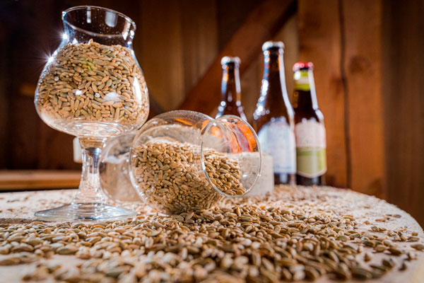 Técnicas De Elaboración De Cerveza Artesanal Para Pre Contrato